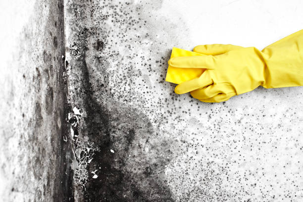 Best Airborne Mold Testing  in Shiprock, NM