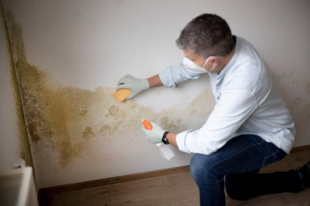Best Attic Mold Removal  in Shiprock, NM